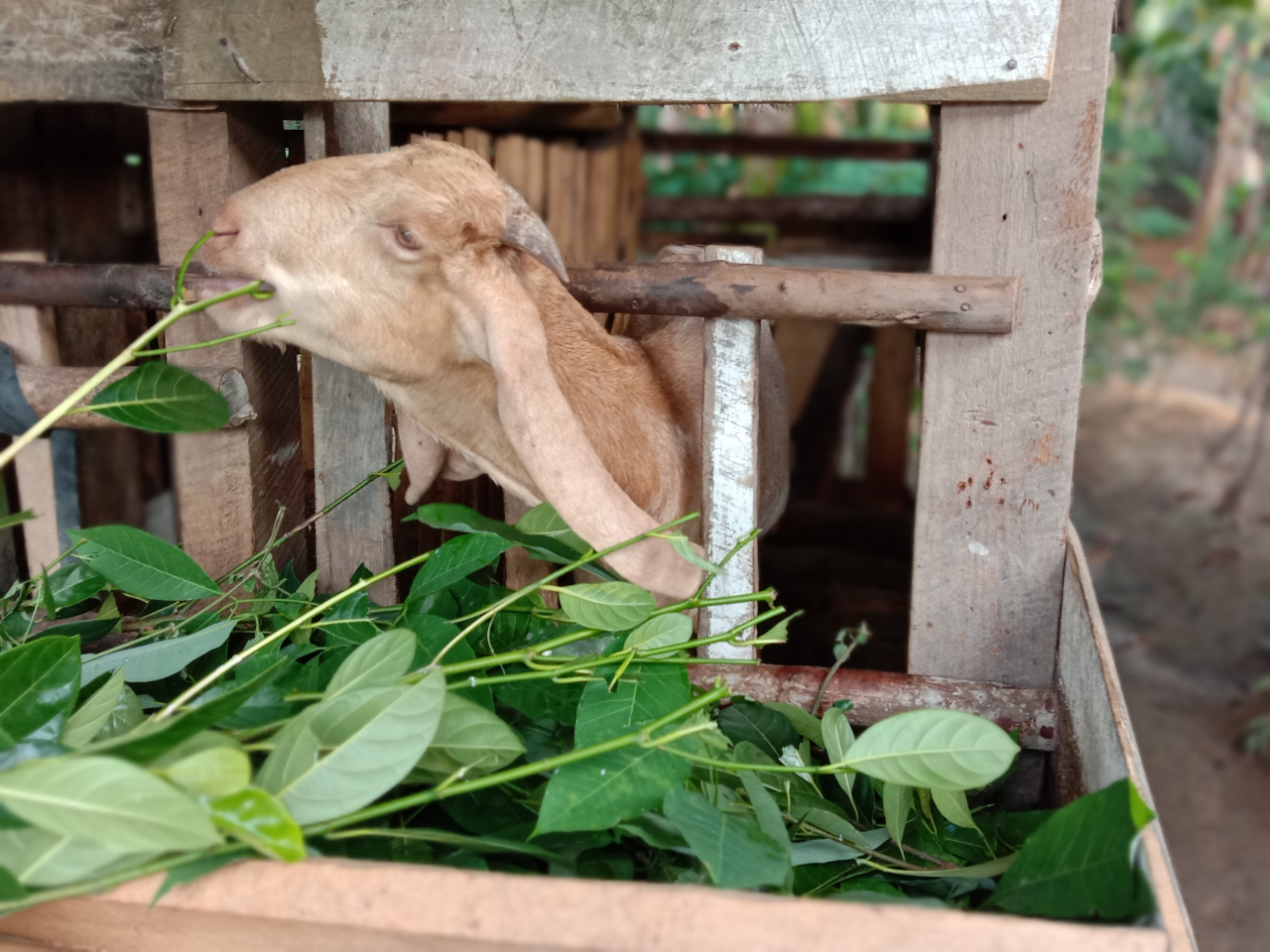 Tips dan Trik Menjadi Peternak Kambing yang Berhasil dan Sukses! Boleh Dicoba