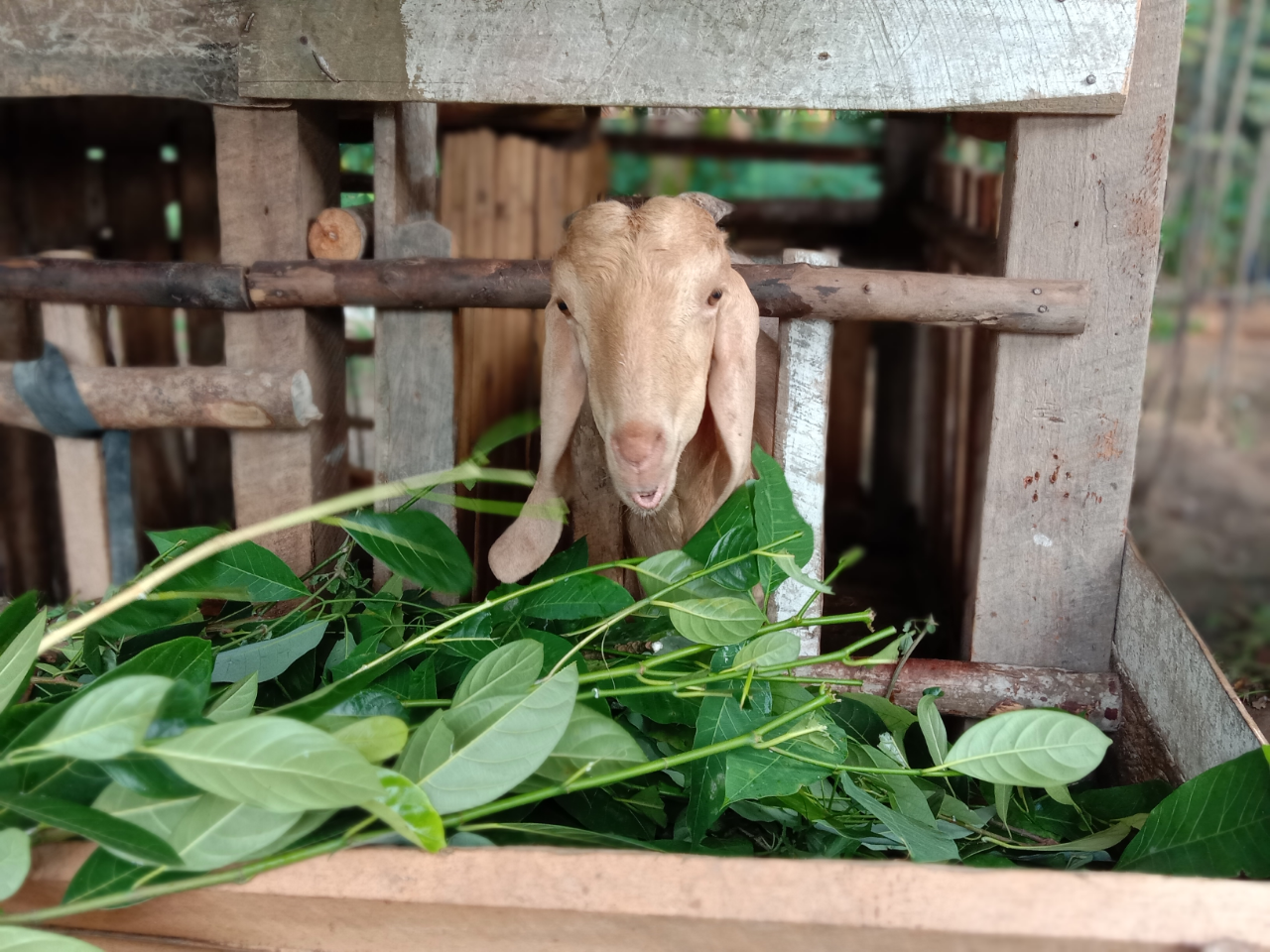 Tips dan Trik Menjadi Peternak Kambing yang Berhasil dan Sukses! Boleh Dicoba