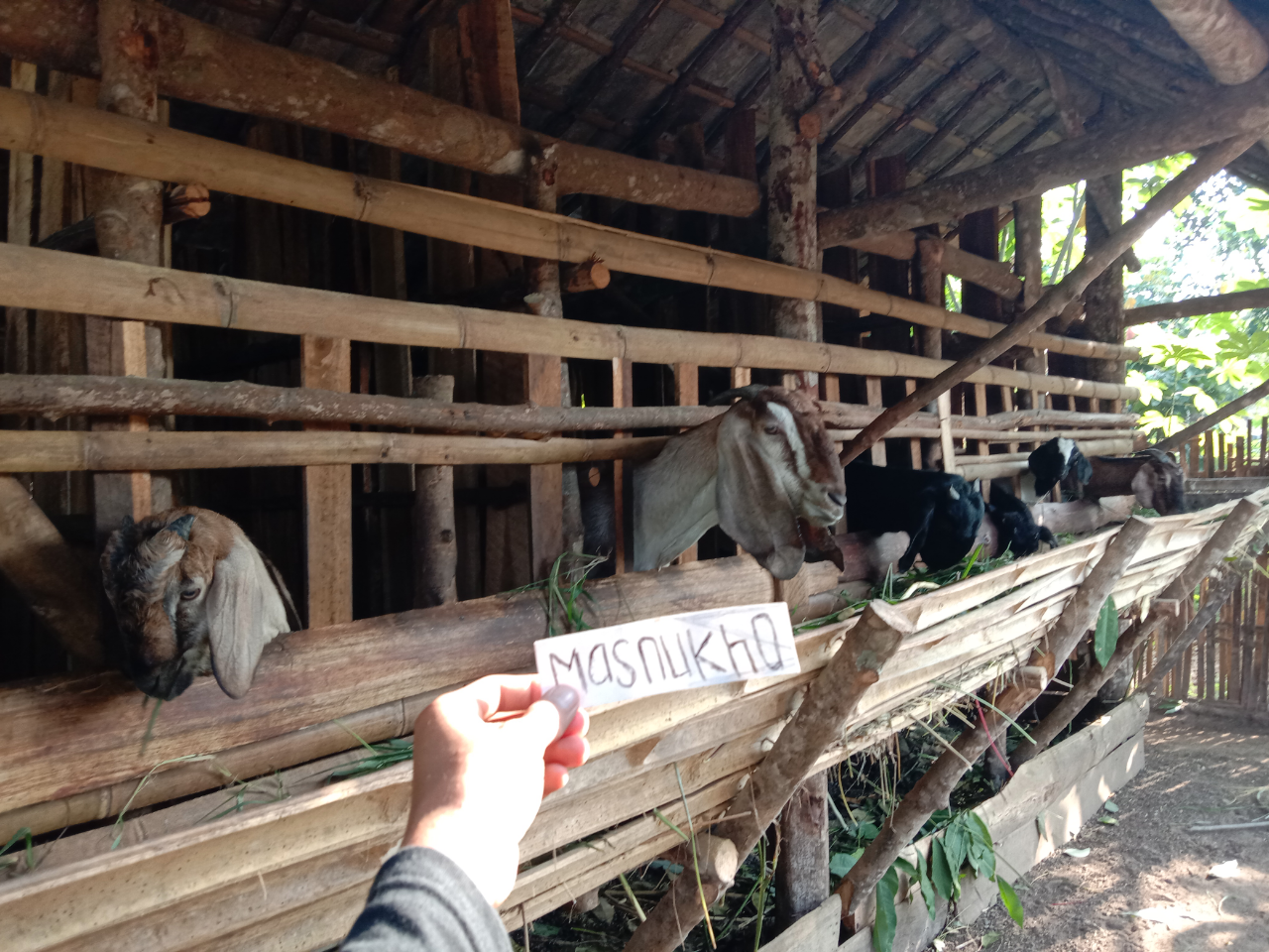 Tips dan Trik Menjadi Peternak Kambing yang Berhasil dan Sukses! Boleh Dicoba