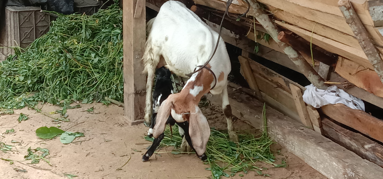 Tips dan Trik Menjadi Peternak Kambing yang Berhasil dan Sukses! Boleh Dicoba