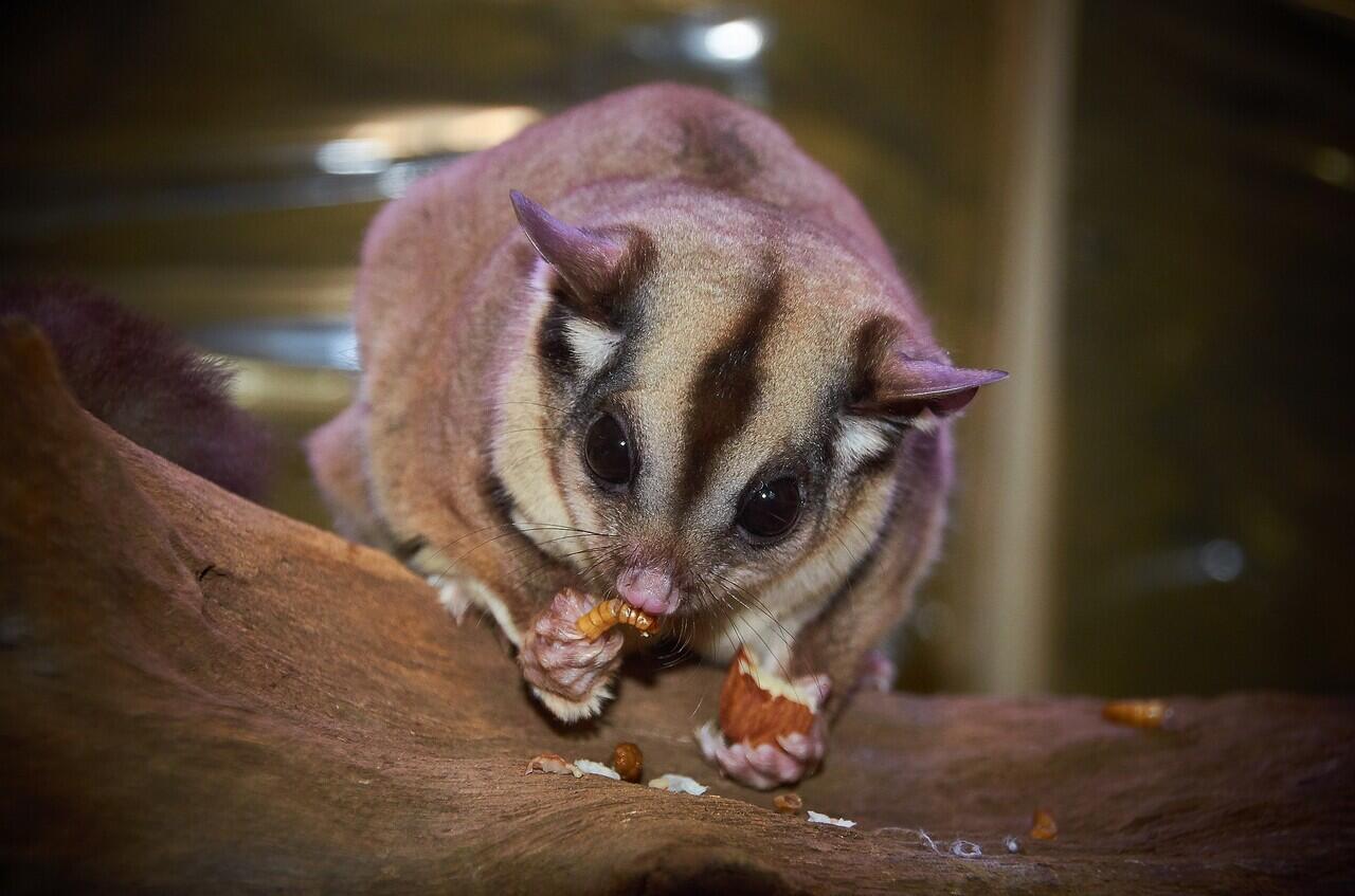 Tips Dalam Memelihara Sugar Glider, Hewan Super Lucu Dan Imut Gak Ada Lawan?