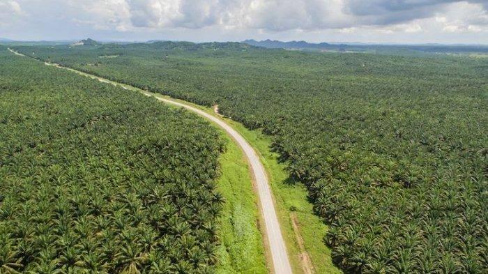 Banjir Kalimantan Selatan Karena Apa? Alam Yang Rusak Atau Curah Hujan Tinggi...