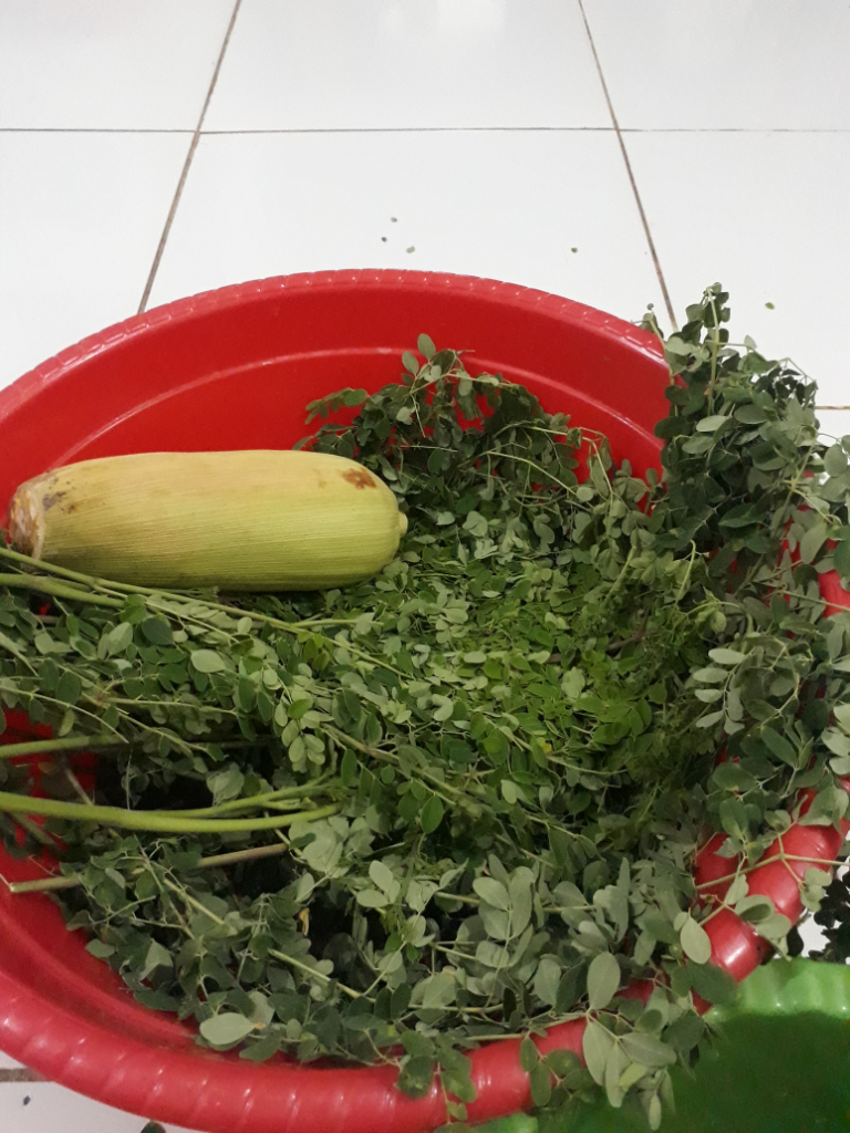 Sayur Moringa Oleifera Murmer, Bernutrisi Dan Baik Untuk Kesehatan