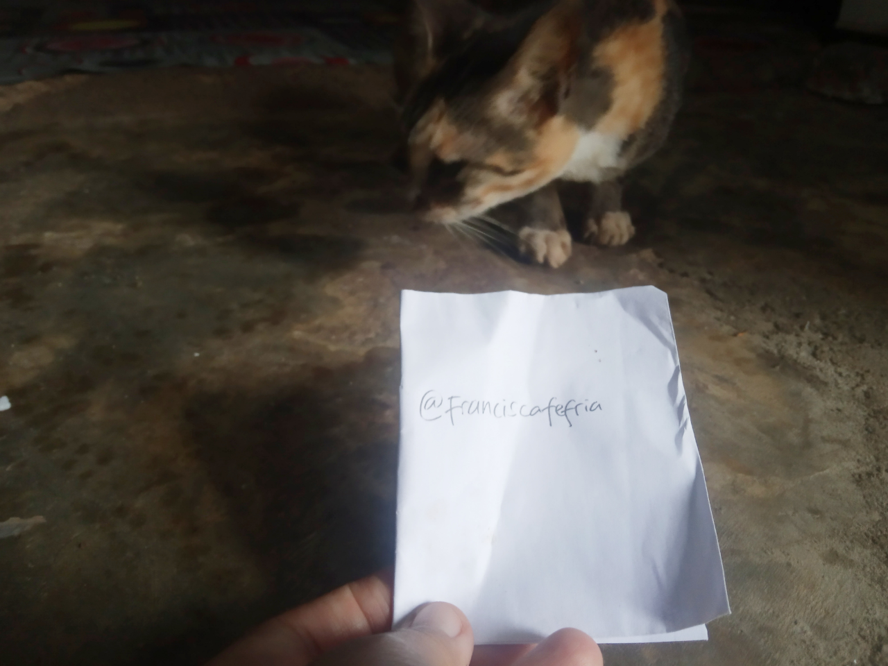 Tips Jitu Merawat Kucing Kampung, Si Moli