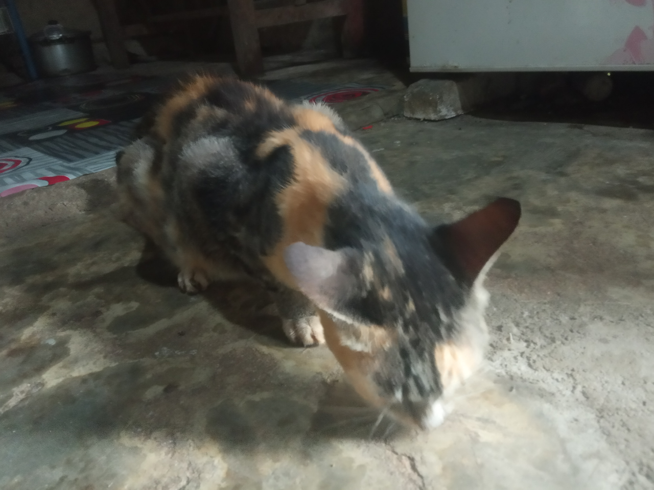 Tips Jitu Merawat Kucing Kampung, Si Moli