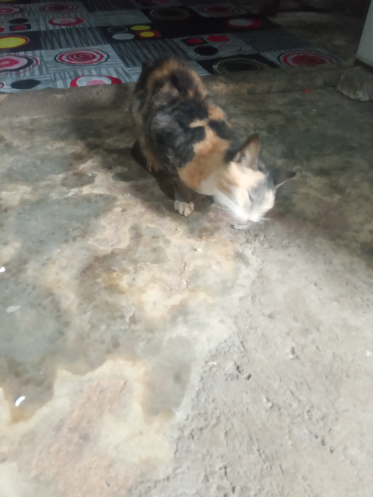 Tips Jitu Merawat Kucing Kampung, Si Moli