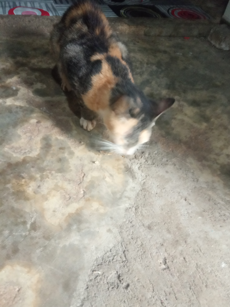 Tips Jitu Merawat Kucing Kampung, Si Moli