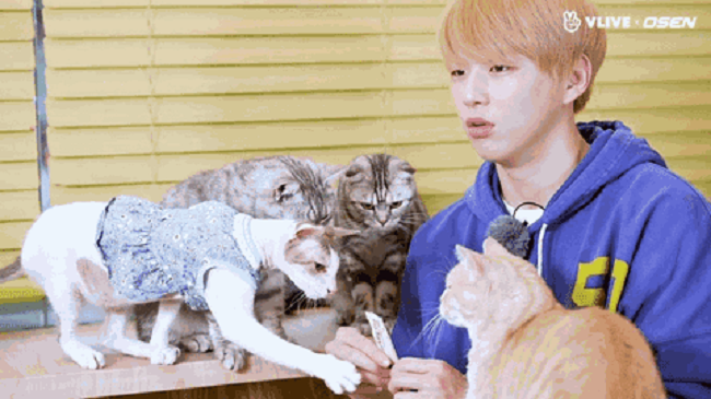 5 Idol Pria Ini Ternyata Pecinta Kucing, Ada Biasmu?