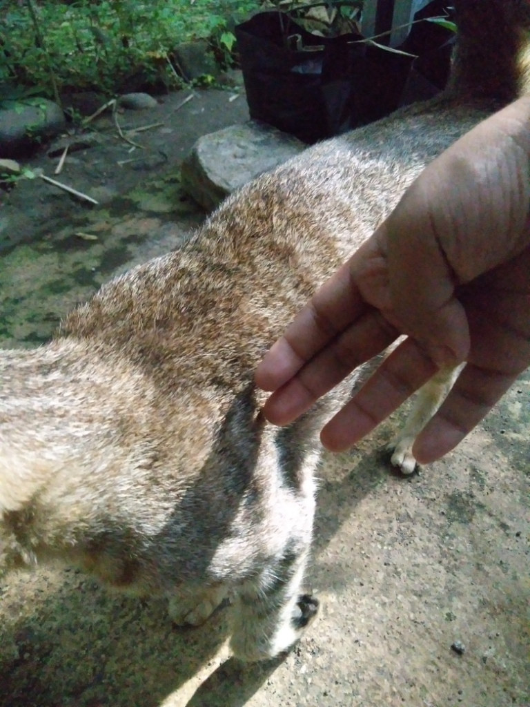 Kenapa Gen Bapak Kucing Ane Lebih Dominan, Ya?