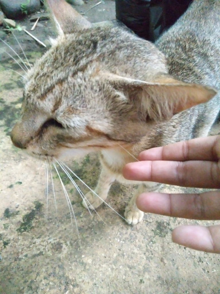 Kenapa Gen Bapak Kucing Ane Lebih Dominan, Ya?
