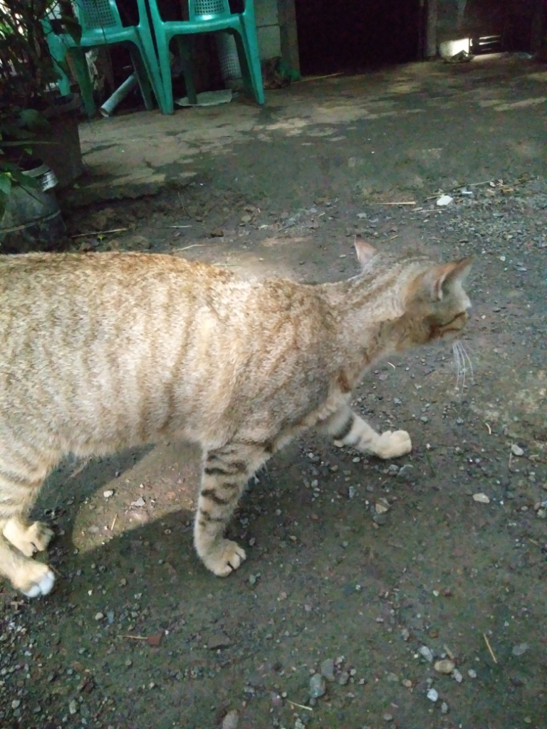 Kenapa Gen Bapak Kucing Ane Lebih Dominan, Ya?