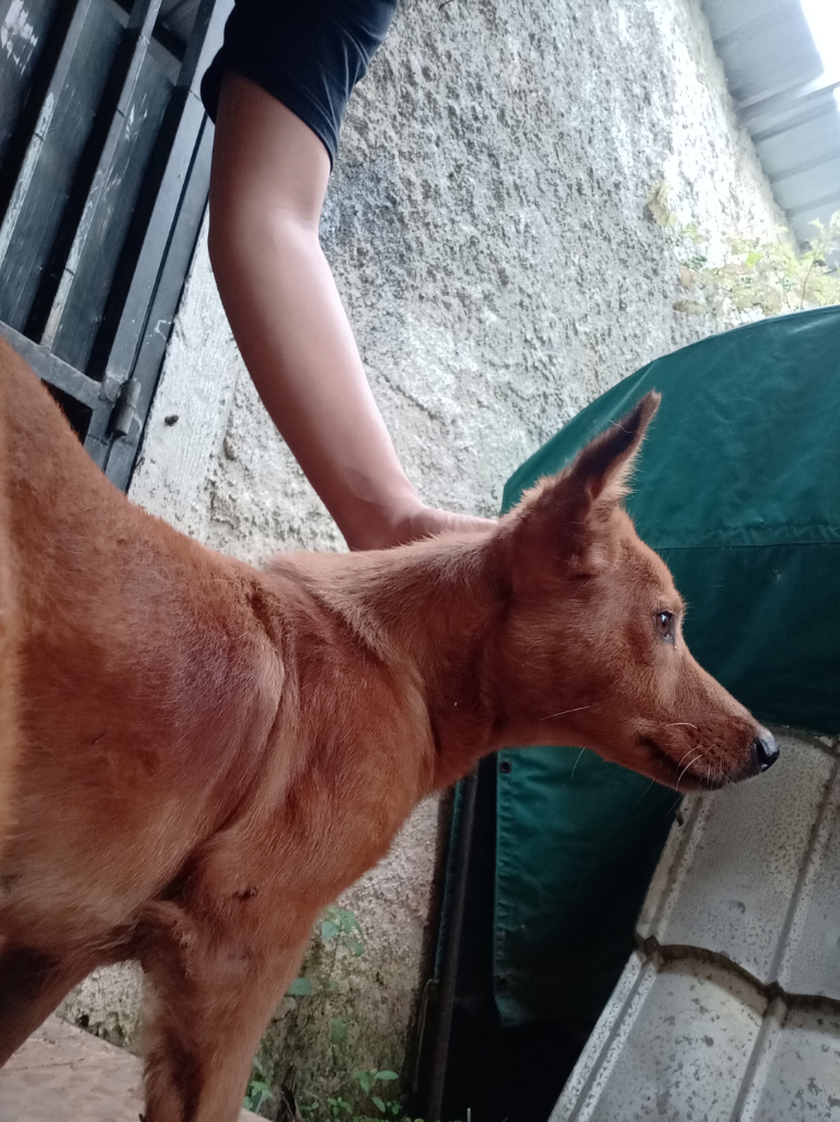 Juki, Anjing Coklat Kesayangan Yang Akan Diam Jika Di "sssttt" Kan!