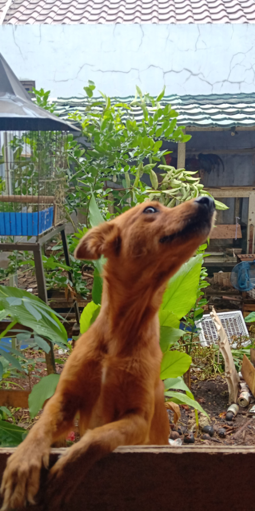 Juki, Anjing Coklat Kesayangan Yang Akan Diam Jika Di "sssttt" Kan!