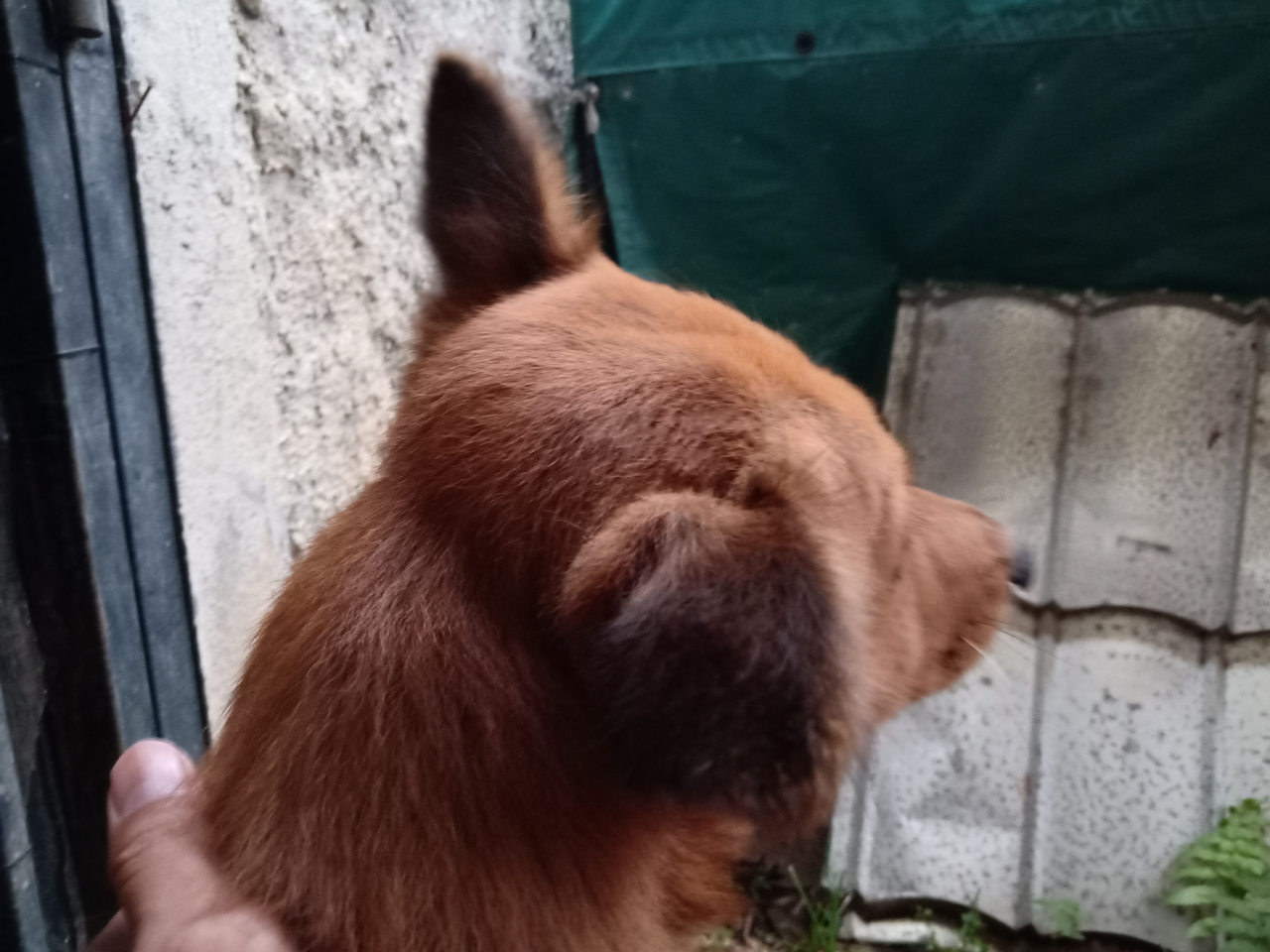 Juki, Anjing Coklat Kesayangan Yang Akan Diam Jika Di "sssttt" Kan!