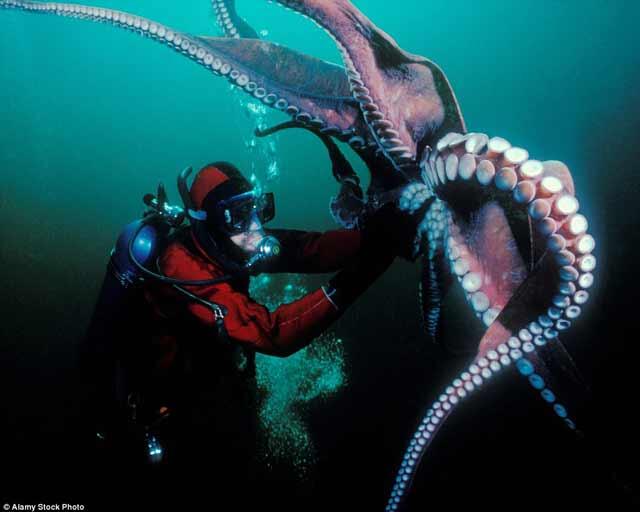Foto-Foto ini Tunjukan Betapa Mengerikannya Dunia di Dasar Laut. MERINDING &amp; TAKJUB!