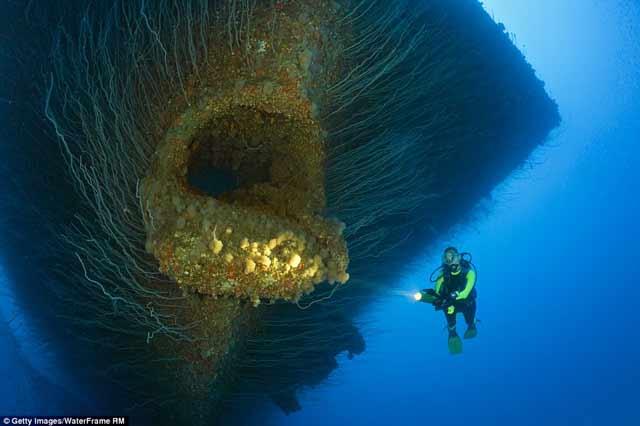 Foto-Foto ini Tunjukan Betapa Mengerikannya Dunia di Dasar Laut. MERINDING &amp; TAKJUB!