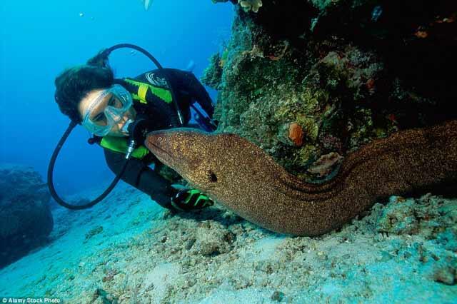 Foto-Foto ini Tunjukan Betapa Mengerikannya Dunia di Dasar Laut. MERINDING &amp; TAKJUB!