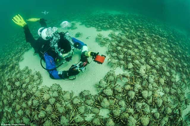 Foto-Foto ini Tunjukan Betapa Mengerikannya Dunia di Dasar Laut. MERINDING &amp; TAKJUB!