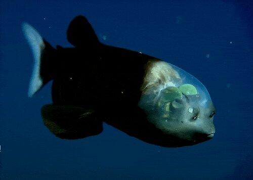 Foto-Foto ini Tunjukan Betapa Mengerikannya Dunia di Dasar Laut. MERINDING &amp; TAKJUB!