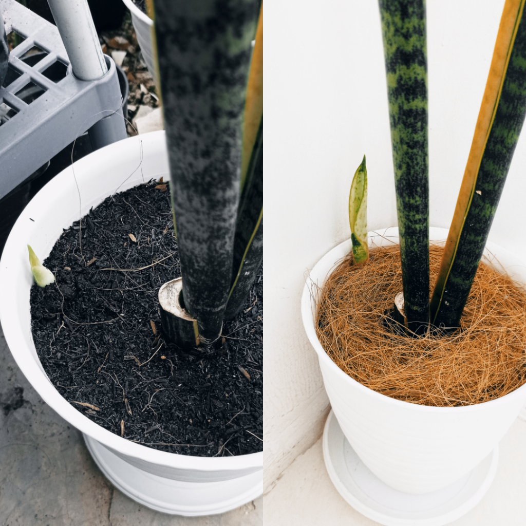 Akhirnya Sansevieria Atau Lidah Mertua Saya Beranak Juga