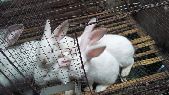 Sarang, Hai Kelinci! Alasan, Tips, dan Penyebab Molting Ala qoni77