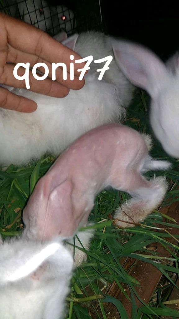 Sarang, Hai Kelinci! Alasan, Tips, dan Penyebab Molting Ala qoni77