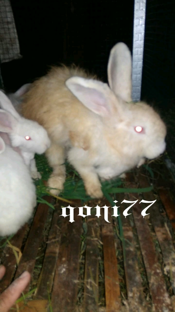 Sarang, Hai Kelinci! Alasan, Tips, dan Penyebab Molting Ala qoni77