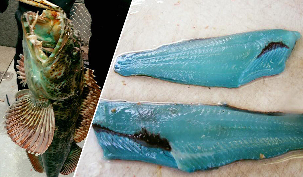 Unik Banget! Daging Ikan Ini Berwarna Biru