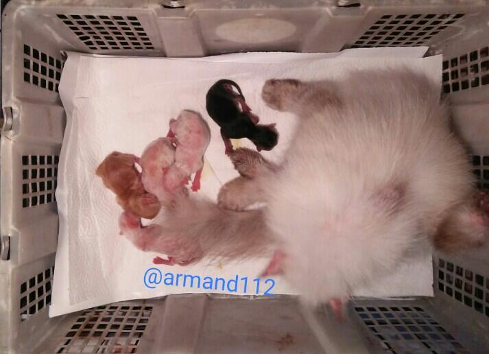 Jadi Dokter Hewan Dadakan, Saat Si Kucing Melahirkan Tengah Malam