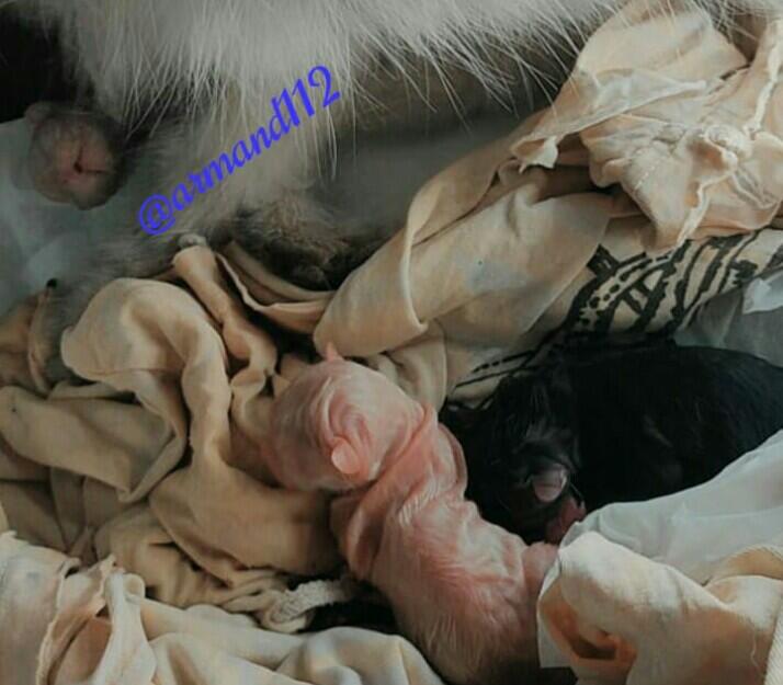 Jadi Dokter Hewan Dadakan, Saat Si Kucing Melahirkan Tengah Malam