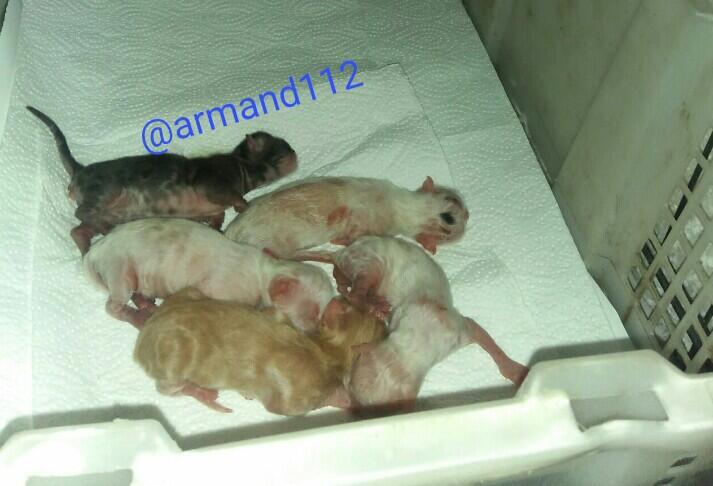 Jadi Dokter Hewan Dadakan, Saat Si Kucing Melahirkan Tengah Malam