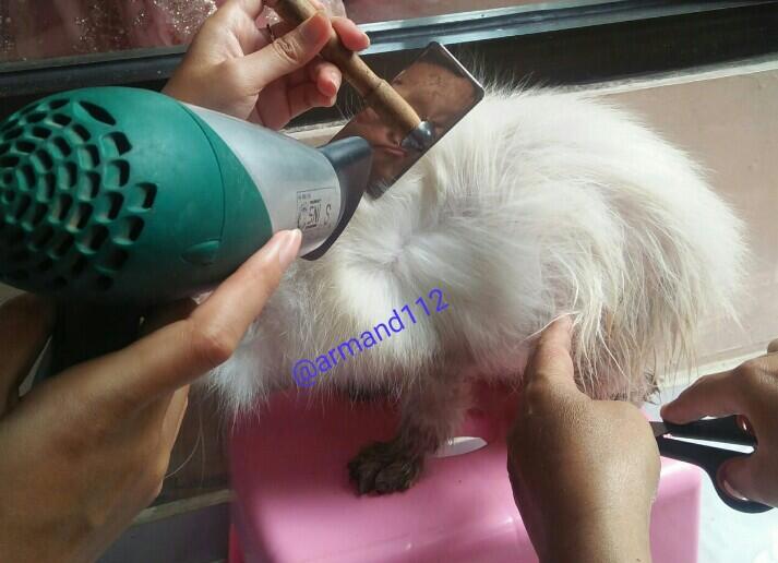 Jadi Dokter Hewan Dadakan, Saat Si Kucing Melahirkan Tengah Malam