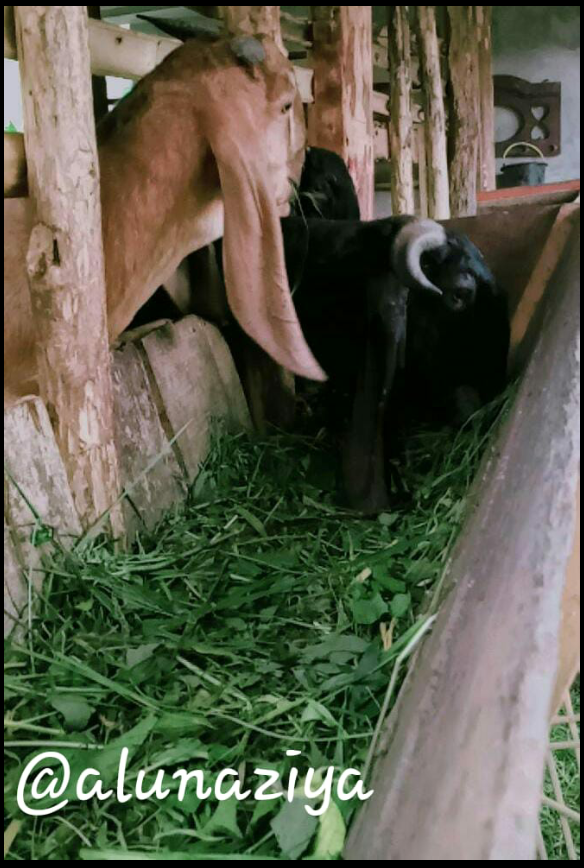 (Coc Mamalia) Saat Kambing Jadi Hewan Peliharaan Kesayangan? Kenapa Enggak?