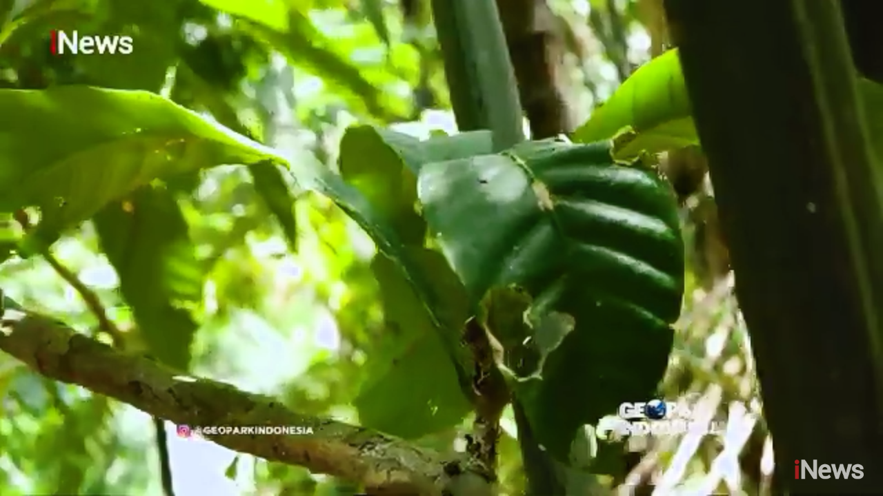 Mengenal Kebiasaan Unik Badak Jawa, Hewan Endemik TNUK