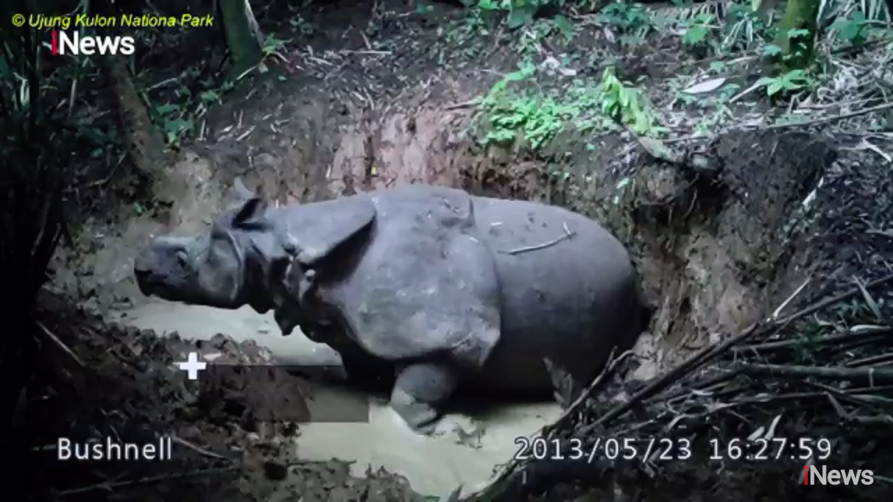 Mengenal Kebiasaan Unik Badak Jawa, Hewan Endemik TNUK