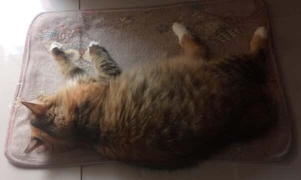 Kelakuan Kucing di Rumah. Demen Banget Santuy di.... Keset!