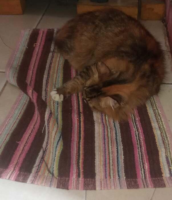 Kelakuan Kucing di Rumah. Demen Banget Santuy di.... Keset!