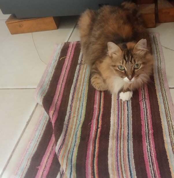 Kelakuan Kucing di Rumah. Demen Banget Santuy di.... Keset!