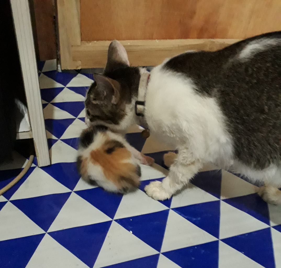 Pengalaman Ane Merawat Betty, Si Kucing Gembul yang Baru Beranak