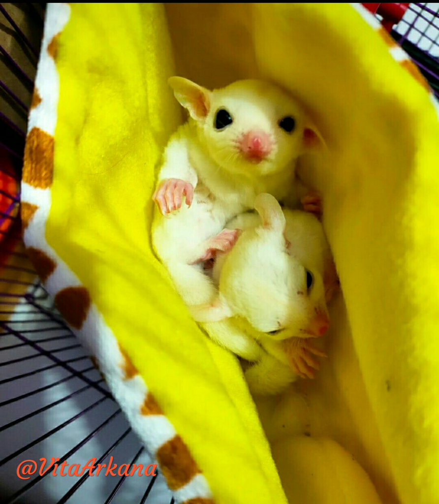 Zee Dan Zoey, Si Mungil Sugar Glider Yang Menggemaskan !