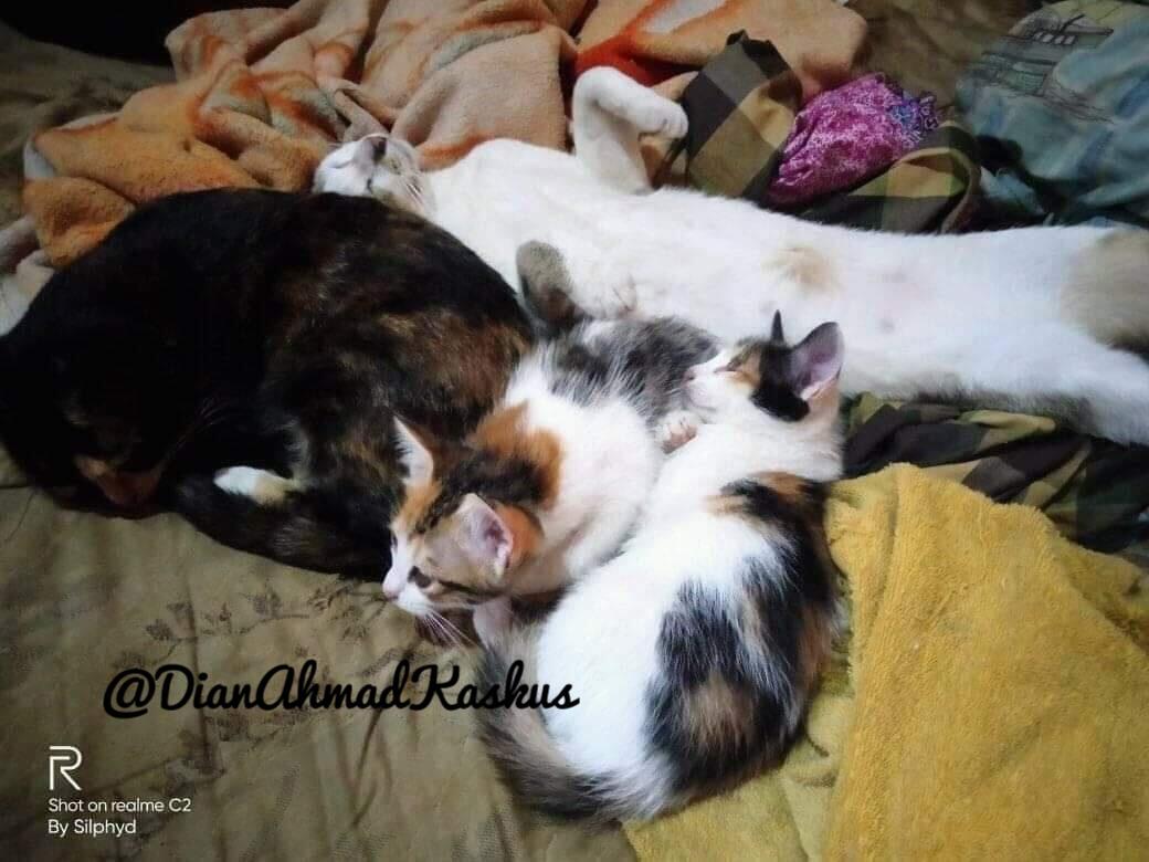 Hiburan Saat Pandemi, Pelihara Kucing Kampung!