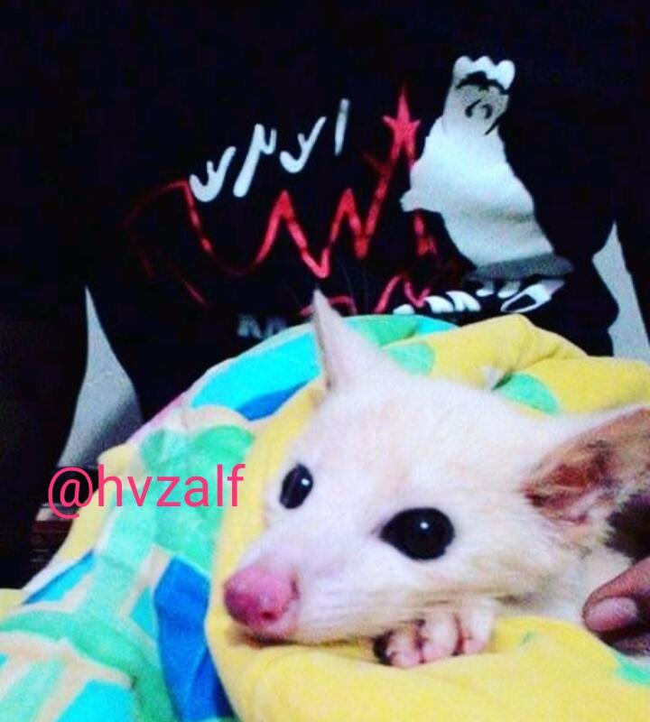 Kenalin Si Luna, Musang Pandan Leucistic yang Menggemaskan, Begini Cara Merawatnya! 