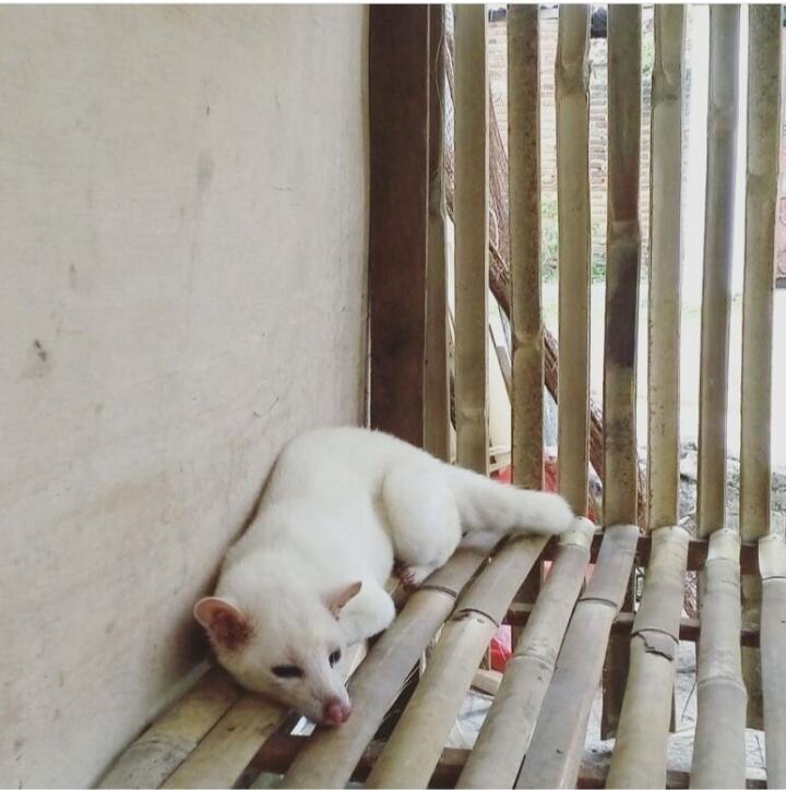 Kenalin Si Luna, Musang Pandan Leucistic yang Menggemaskan, Begini Cara Merawatnya! 