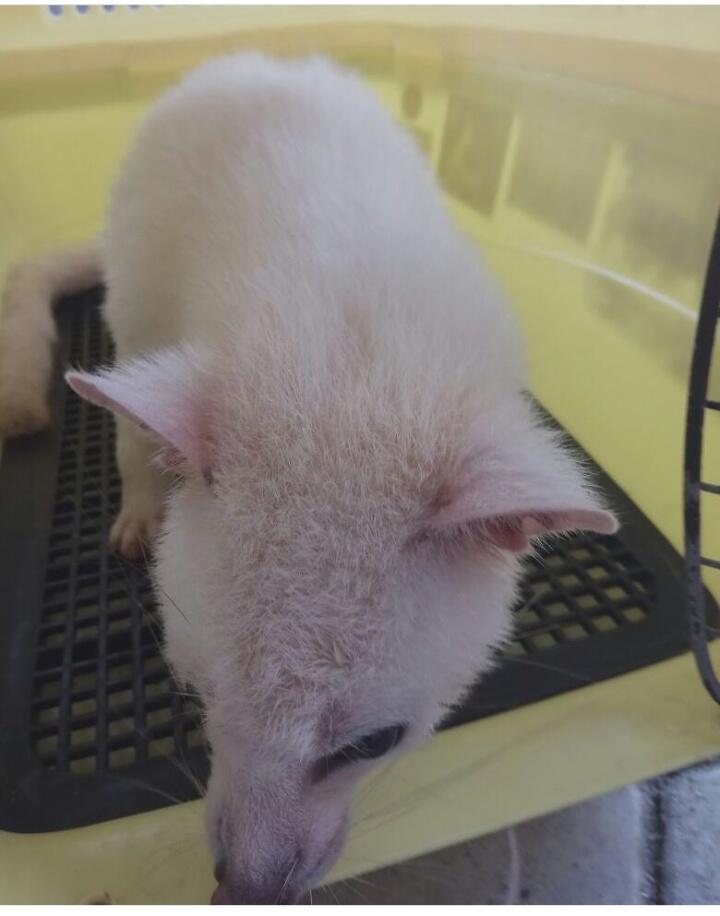 Kenalin Si Luna, Musang Pandan Leucistic yang Menggemaskan, Begini Cara Merawatnya! 