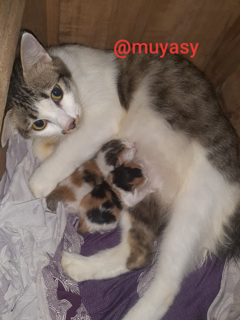 Anggaplah Kucing Sebagai Anggota Keluarga, Bukan Hanya Hewan Peliharaan Saja
