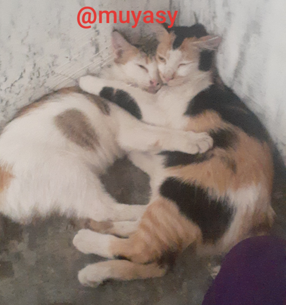 Anggaplah Kucing Sebagai Anggota Keluarga, Bukan Hanya Hewan Peliharaan Saja