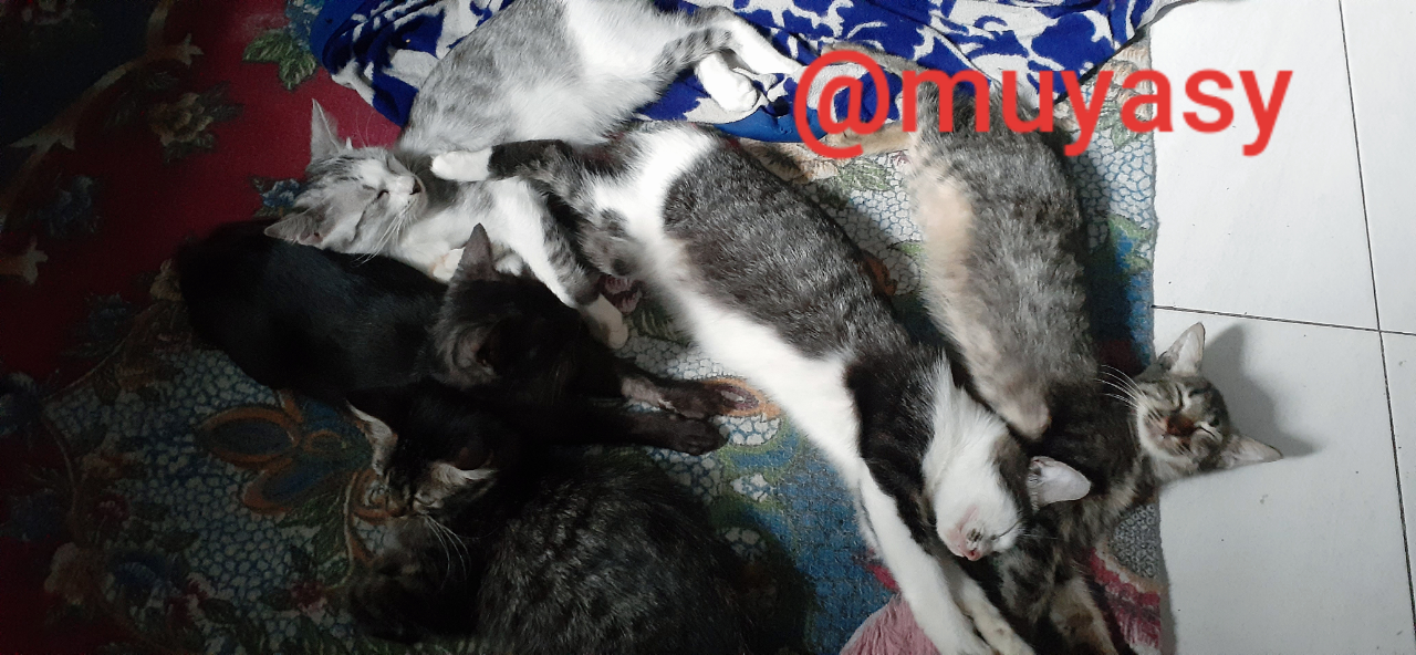 Anggaplah Kucing Sebagai Anggota Keluarga, Bukan Hanya Hewan Peliharaan Saja