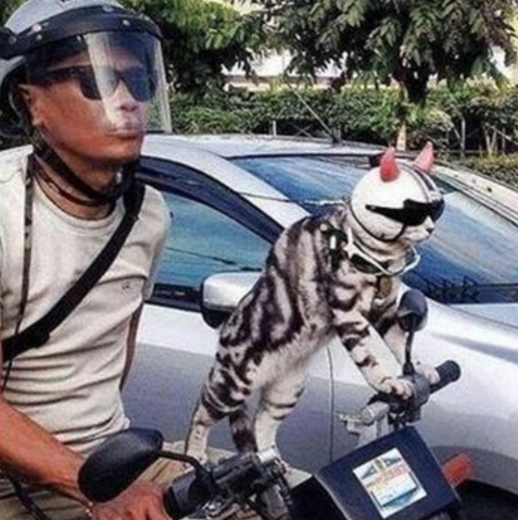Tingkah Kucing Lucu Saat Naik Motor!