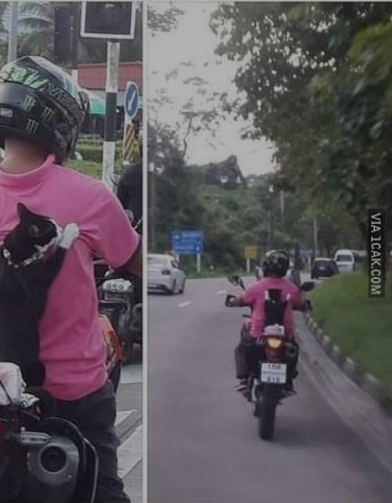 Tingkah Kucing Lucu Saat Naik Motor!