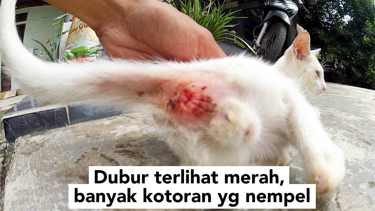 Cara Nyembuhin Kucing Mencret Parah Tanpa Obat-Obatan 😸💊